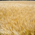 wheat-field-1364513-m